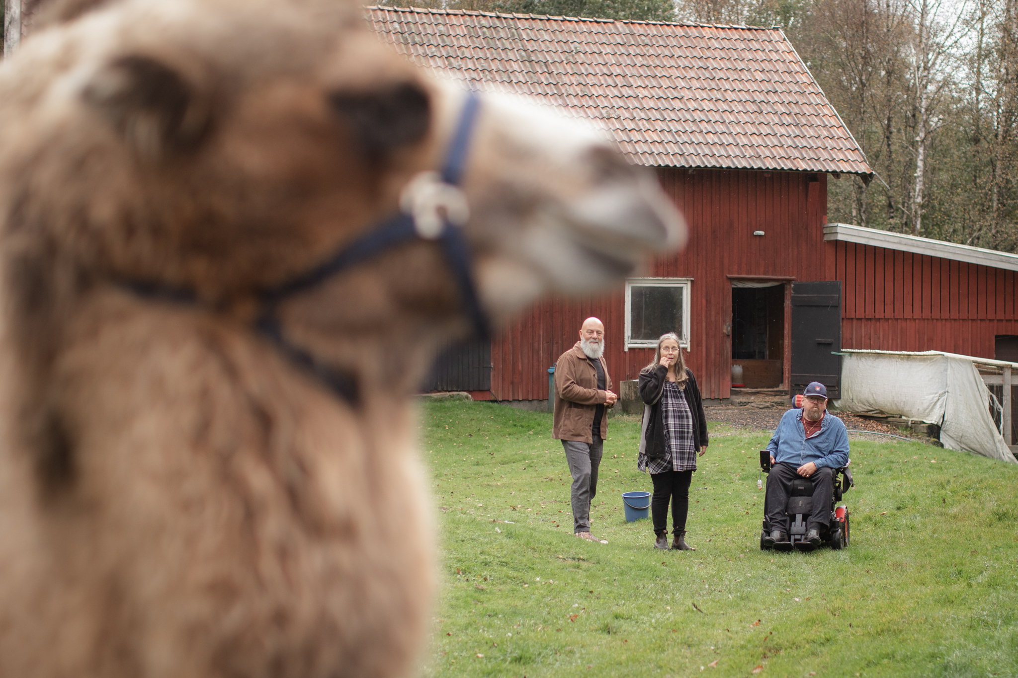 Ladugård, tre personer på gräsmattan framför, en i elrullstol, i förgrunden står en kamel.