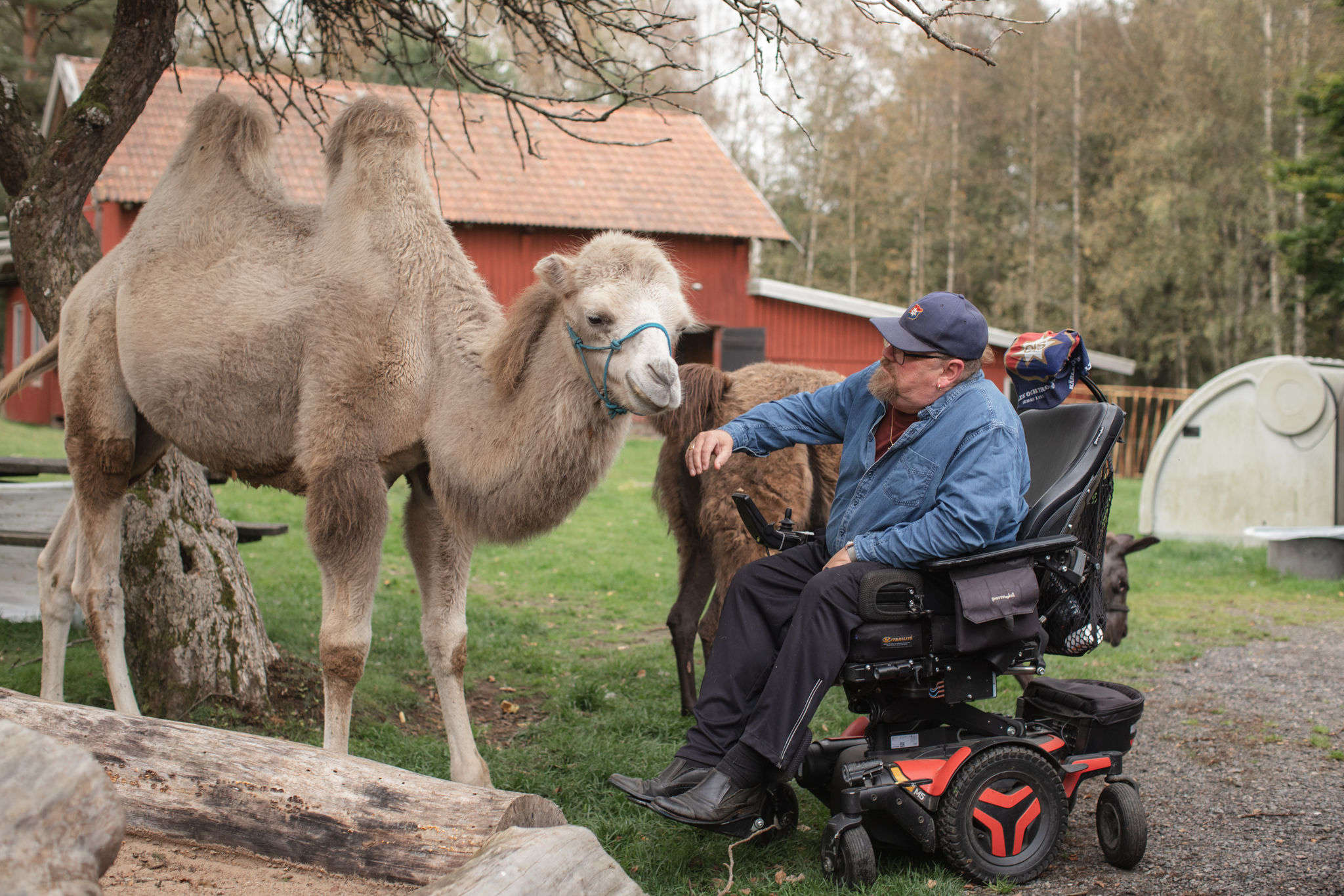 Kamel och man i elrullstol.